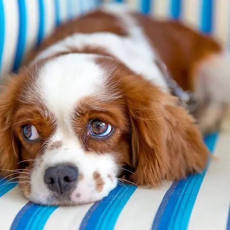 Hotel Mavi Beyaz Palamutbuku