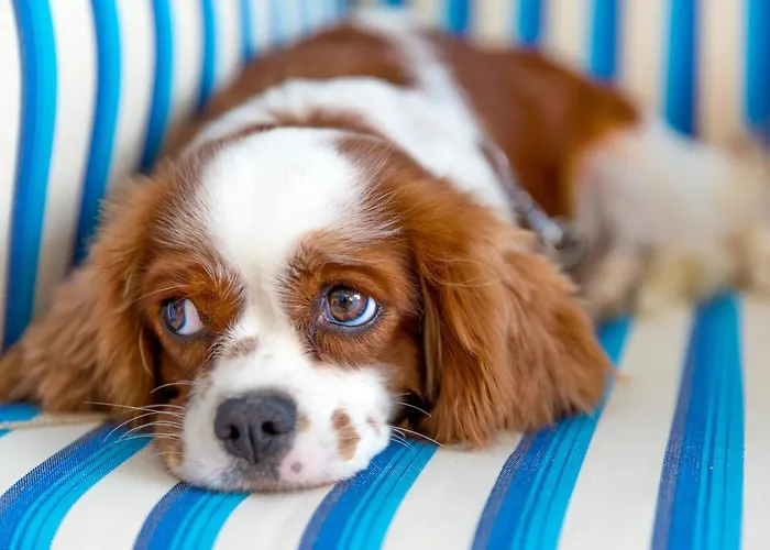 Hotel Mavi Beyaz Palamutbuku